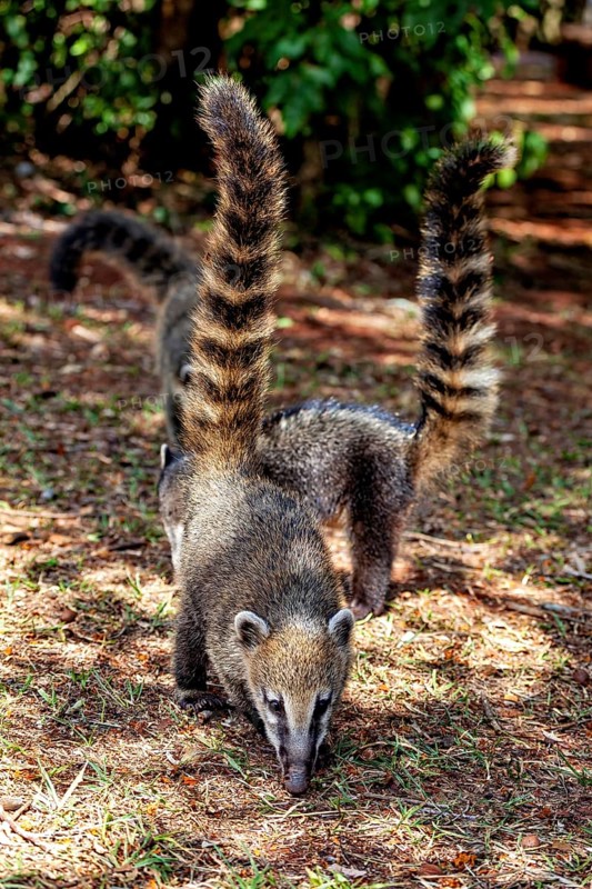 Two nasuas with high, striped tails explore the ground in the forest, The South American coati (Nasua nasua) in the jungle of Iguazu Argentina