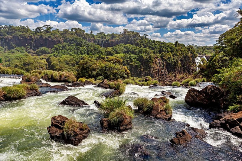 Stones and bushes in a fast-flowing river with wooded slopes in the background, The Iguazu Falls between Argentina and Brazil