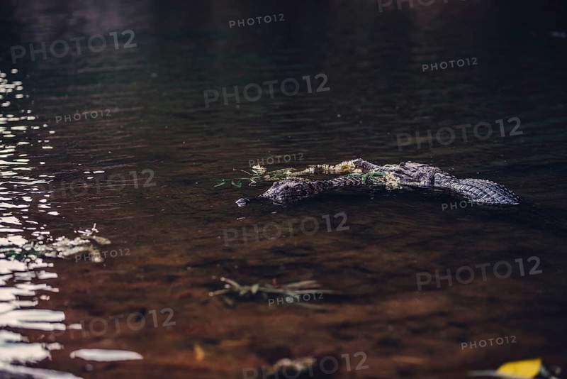 Special light atmosphere with crocodile in the outback in Windjana Gorge National Park in Australia