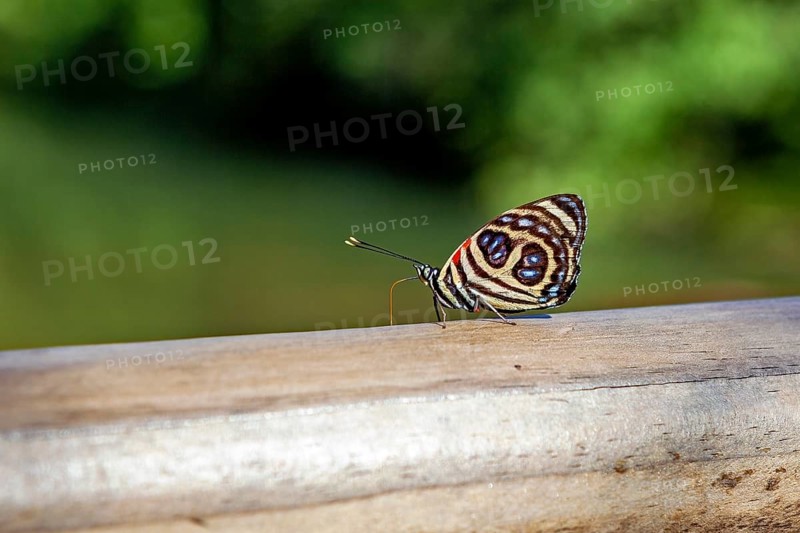A colourful butterfly sits on a wooden beam with a blurred green background, A Godart's number wing butterfly in the jungle of Iguazu Argentina (Catagramma pygas)