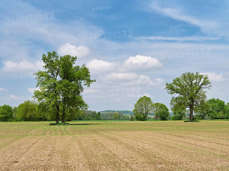 A group of English oaks (Quercus robur), standing in a field during leaf emergence, Siebeneichen nature reserve, Freiamt, Canton Aargau, Switzerland