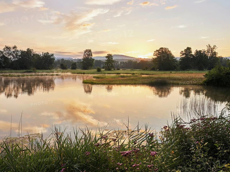 Morning atmosphere at a pond in the Schoren nature reserve, Mühlau, Freiamt, Canton Aargau, Switzerland