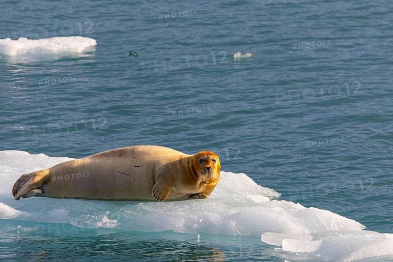 Bearded seal (Erignathus barbatus) on an ice floe, Lillienhöökbreen, Spitsbergen