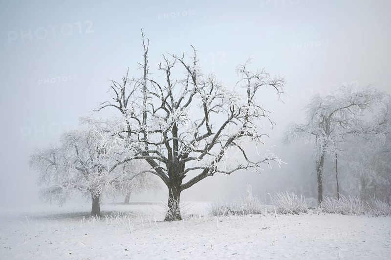 Shrubs and trees in hoarfrost and fog, Horben, Lindenberg, Freiamt, Canton Aargau, Switzerland