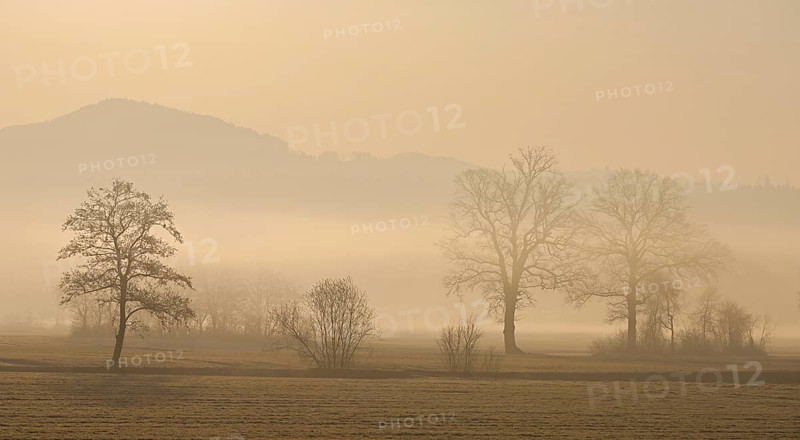 Meadows and trees in the early morning mist in the light of the rising sun, Reusstal, Aristau, Freiamt, Canton Aargau, Switzerland