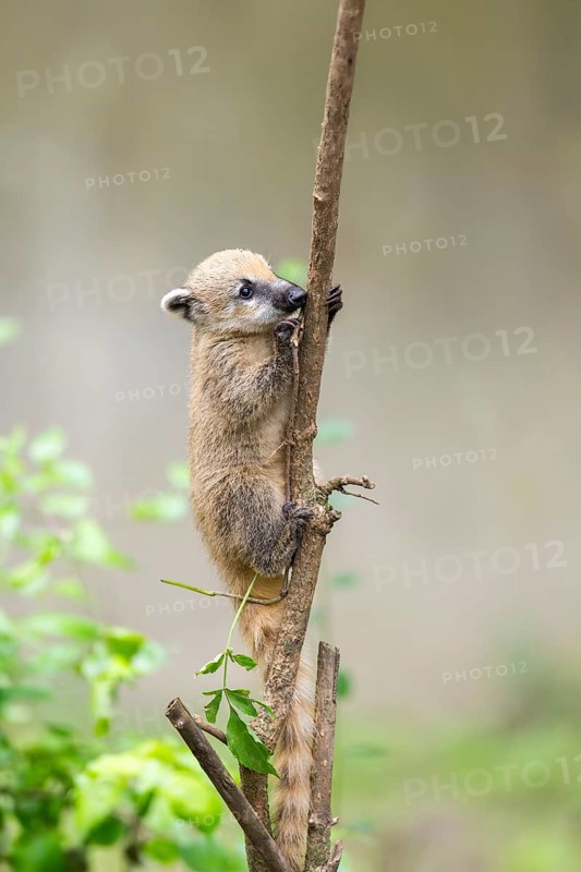 South American coati (Nasua nasua) youngster klimbing a little tree, captive, Zoo Augsburg