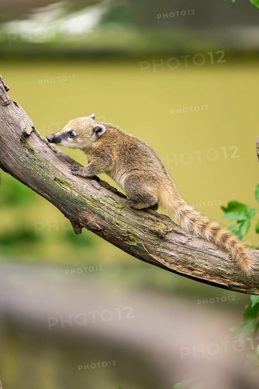 South American coati (Nasua nasua) youngster klimbing a little tree, captive, Zoo Augsburg