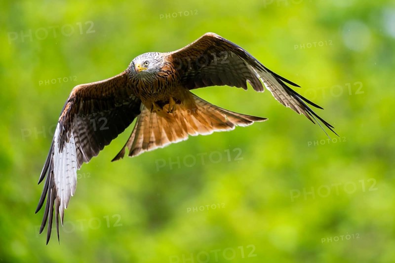 Red kite (Milvus milvus) flying in a forest in early summer, Bavaria, Germany