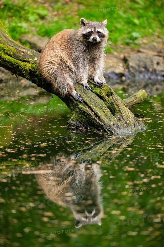 Common raccoon (Procyon lotor) on the edge of a little lake, Bavaria, Germany