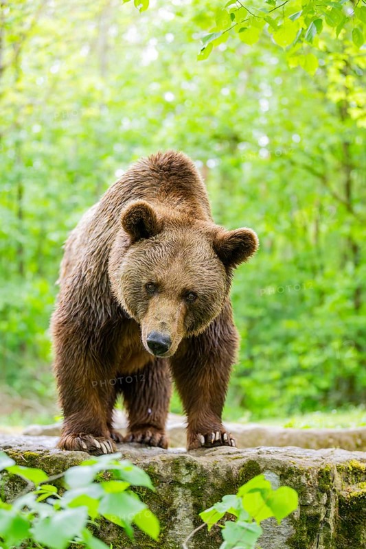 Brown bear (Ursus arctos) standing on a rock, Bavaria, Germany
