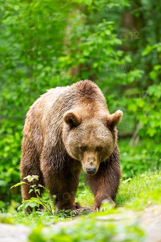 Brown bear (Ursus arctos) walking on a meadow, Bavaria, Germany