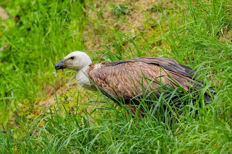 Eurasian griffon vulture (Gyps fulvus) on a meadow, Bavaria, Germany