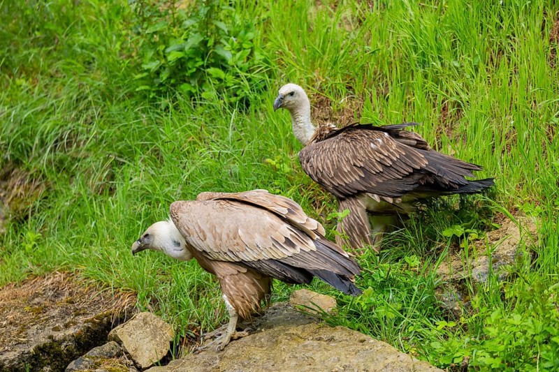 Eurasian griffon vulture (Gyps fulvus) on a rock, Bavaria, Germany