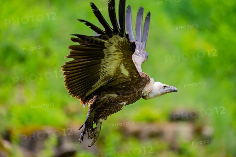 Eurasian griffon vulture (Gyps fulvus) flying, Bavaria, Germany