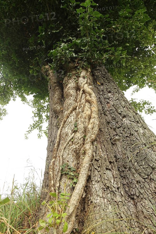 Ivy (Araliaceae) with arm-thick roots climbing up an old pear tree (Pyrus), Mostviertel, Lower Austria, Austria, Lower Austria, Austria