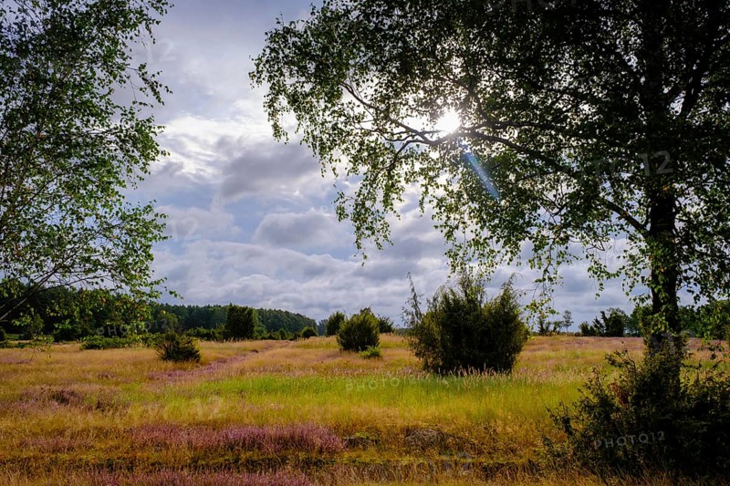 Ellerndorfer Heide, broom heather blossom, Südheide, Lüneburg Heath, near Eimke, Lower Saxony, Germany