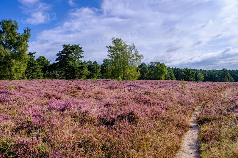 Heath on Wietzer Berg, broom heather blossom, Südheide, Lüneburg Heath, near Faßberg, Lower Saxony, Germany