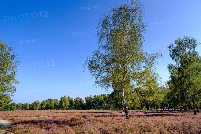 Broom heather blossom, Nemitzer Heide, Wendland-Elbe nature park Park, Lower Saxony, Germany