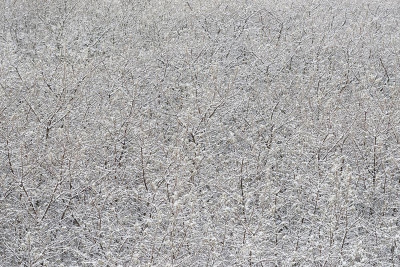 Winter day, onset of winter, snow lies on the bushes in the dune landscape of Norddeich, North Sea, Lower Saxony, Germany