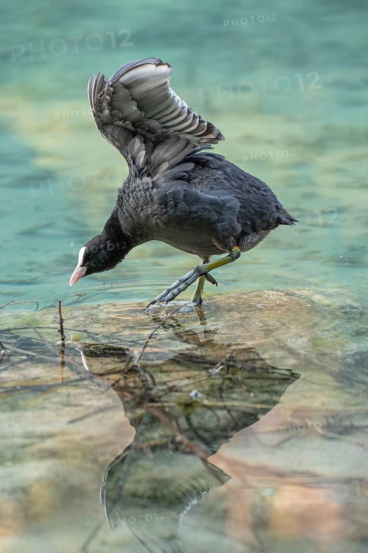 Eurasian Coot at the Hintersee near Ramsau in Berchtesgadener Land washing and a reflection in the crystal clear water of the lake
