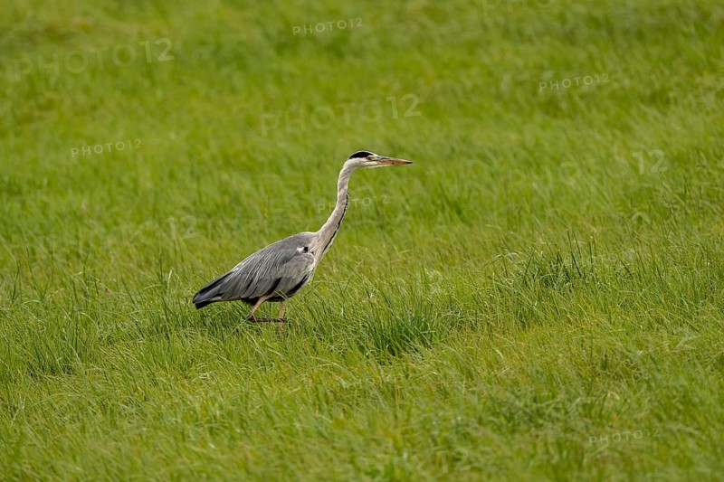 Grey heron (Ardea cinerea), Vulkaneifel, Rhineland-Palatinate, Germany