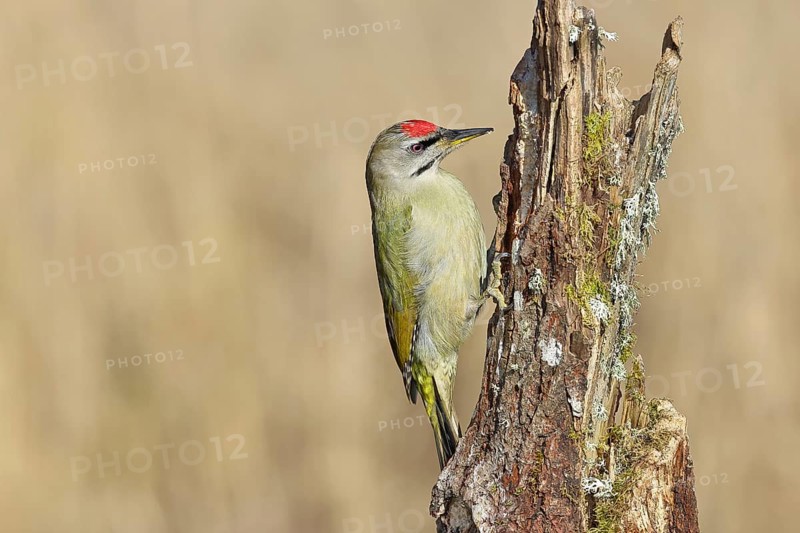 Grey-headed woodpecker (Picus canus), male sitting on a tree stump overgrown with moss and lichen, Wildlife, Woodpeckers, Birds, Nature photography, Wilnsdorf, North Rhine-Westphalia, Germany