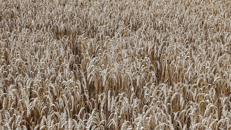 Wheat with ripe ears, Naumburg, 26.07.2025
