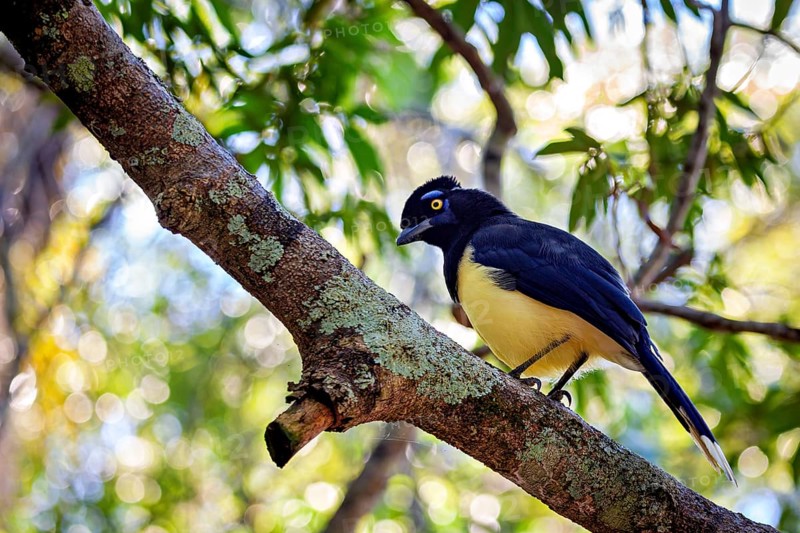 A bird with a yellow breast and blue plumage sits on a moss-covered branch in the treetop, A blue-capped raven in the jungle of Iguazu Argentina (Cyanocorax chrysops)