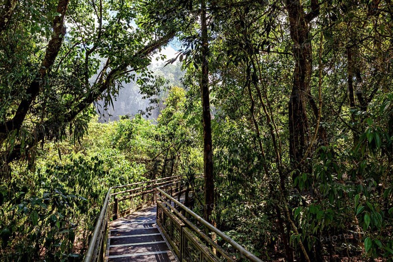 A wooden path leads through a dense, green jungle full of trees and leaves, path through the jungle of Iguazu in Argentina