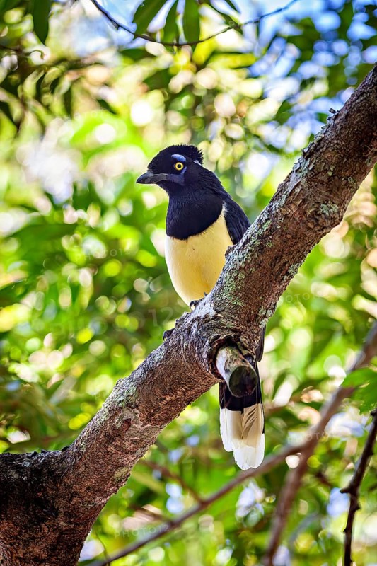 A bird with a yellow breast and blue plumage on a branch in the middle of green leaves, A blue-capped raven in the jungle of Iguazu Argentina (Cyanocorax chrysops)