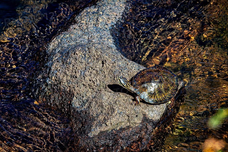 A turtle sunbathes on a rock in clear water, surrounded by light reflections, A turtle on a rock by the river Iguazu Argentina