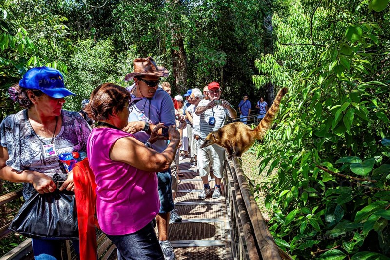 People walking on a forest path while an animal is close to the vegetation, A South American coati in the jungle of Iguazu (Nasua)
