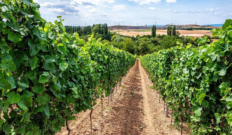 Wickerer vineyards at the Flörsheimer Warte, Hesse, Germany