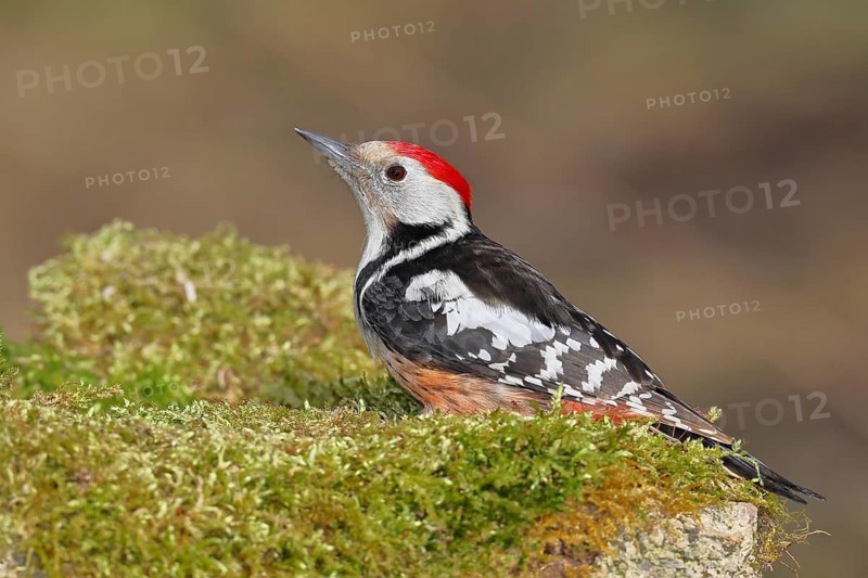 Middle spotted woodpecker (Dendrocopos medius) foraging on mossy ground in the forest, Wilnsdorf, North Rhine-Westphalia, Germany