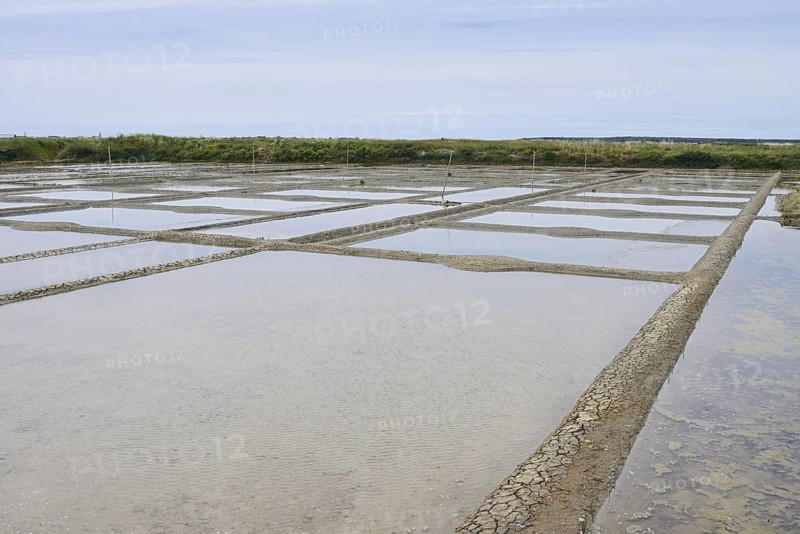 Seawater salt pans, Guerande, Loire-Atlantique, Pays de la Loire, Brittany, France