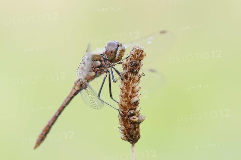 Vagrant darter (Sympetrum vulgatum), male, North Rhine-Westphalia, Germany
