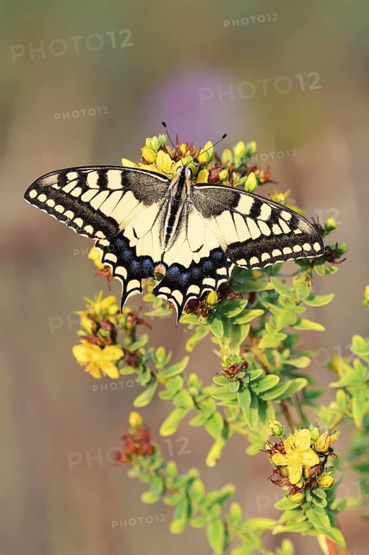 Swallowtail (Papilio machaon), North Rhine-Westphalia, Germany