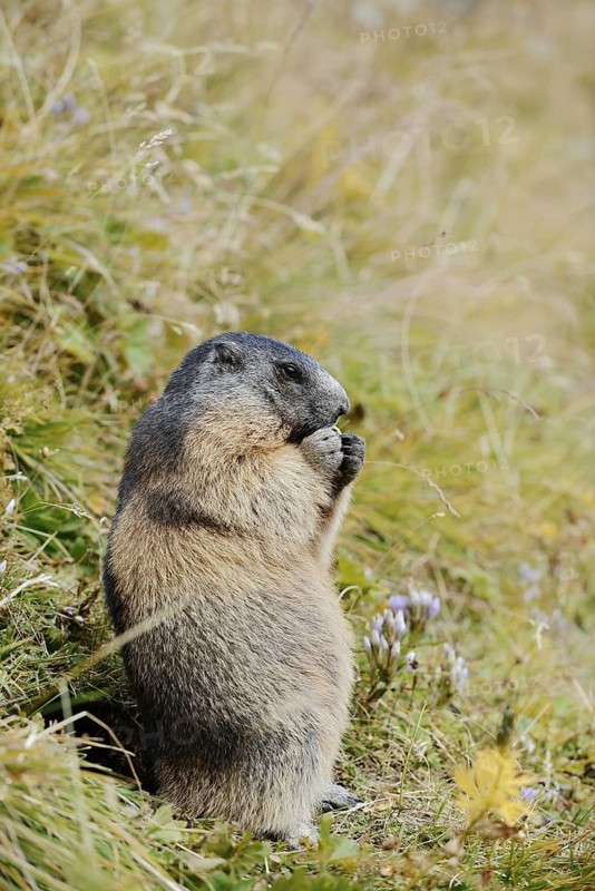 Alpine marmot (Marmota marmota), feeding, Hohe Tauern National Park, Austria