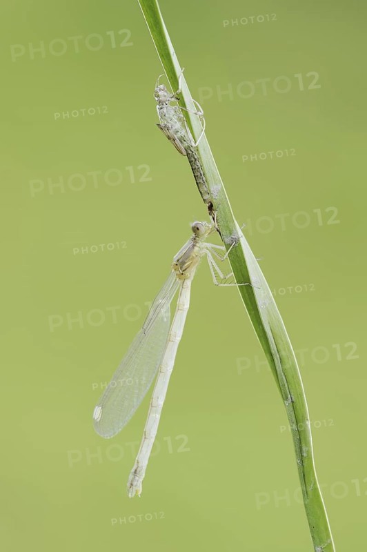 Willow Emerald Damselfly (Chalcolestes viridis) freshly hatched dragonfly and exuvia, North Rhine-Westphalia, Germany
