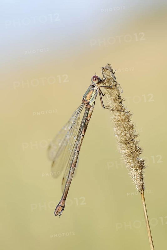 Willow Emerald Damselfly (Chalcolestes viridis), female, North Rhine-Westphalia, Germany