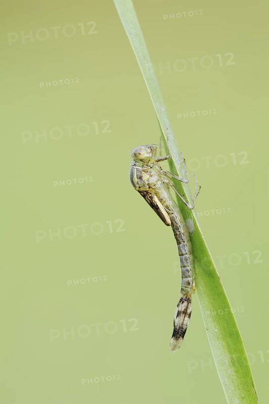 Willow Emerald Damselfly (Chalcolestes viridis) hatching, hatching, larva, dragonfly larva, North Rhine-Westphalia, Germany