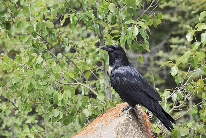 Raven (Corvus corax) sitting on a rock, Banff National Park, Alberta, Canada