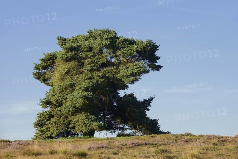 Scots pine or Scots pine (Pinus sylvestris) in heathland, Westruper Heide, North Rhine-Westphalia, Germany