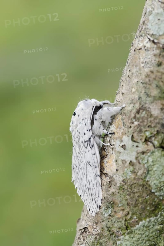 Cerura erminea or ermine moth (Cerura erminea), France