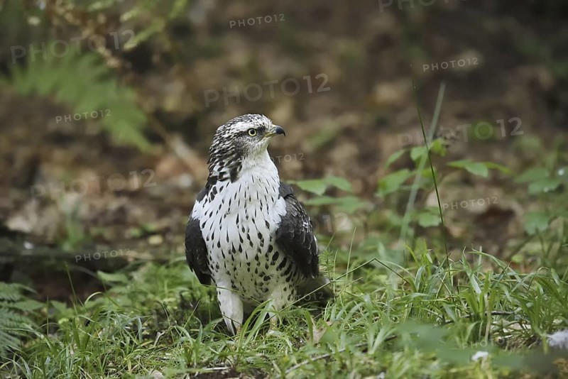Honey buzzard (Pernis apivorus), North Rhine-Westphalia, Germany