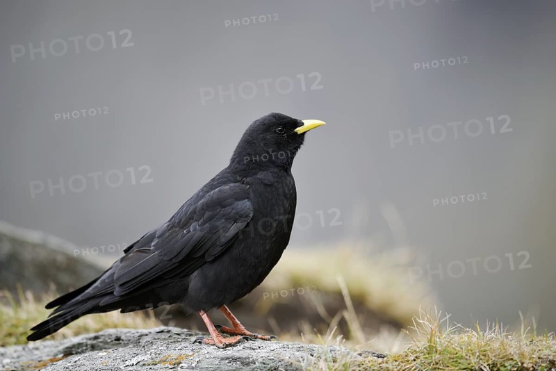 Alpine chough (Pyrrhocorax graculus), Hohe Tauern National Park, Austria