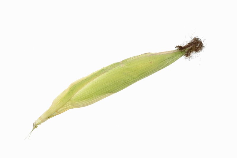 Corn (Zea mays), corn cobs against a white background