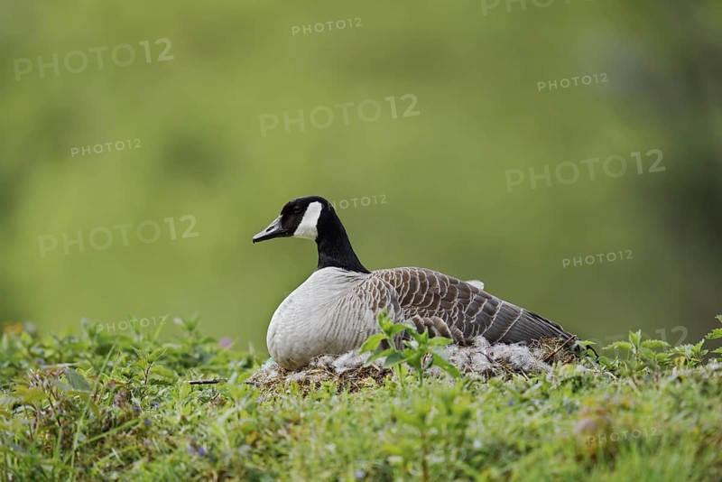 Canada goose (Branta canadensis) sitting brooding on the nest, North Rhine-Westphalia, Germany