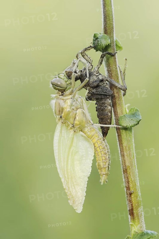 Black-tailed Skimmer (Orthetrum cancellatum), freshly hatched with exuvia, North Rhine-Westphalia, Germany