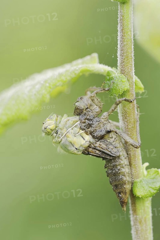 Black-tailed Skimmer (Orthetrum cancellatum), hatch, larva, dragonfly larva, North Rhine-Westphalia, Germany